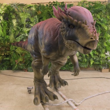 Pachycephalosaurus: foto della figura animatronica disponibile