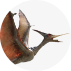 Birds open their beak synchronously with sound and wave their wings - Animation options