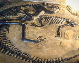 Katalog der Fossilien Triceratops und Tyrannosaurus Photo