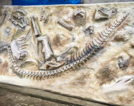 Katalog der Fossilien Hadrosaurus Photo