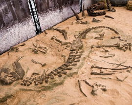 Каталог скам'янілостей Тиранозавр 2 фото