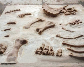 Каталог окаменелостей Тираннозавр фото