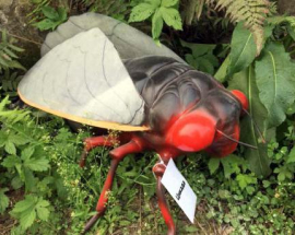 Catalogo insetti Cicada foto