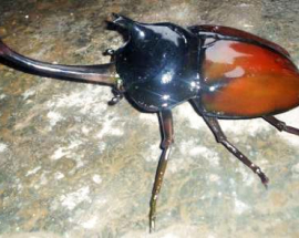 Insect Catalogue Rhinoceros beetle photo