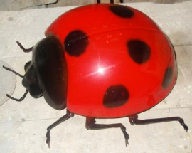 Insect Catalogue ladybug photo