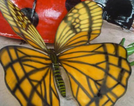 Catalogo insetti Farfalla foto