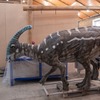 Parasaurolophus - foto de figura animatrónica disponible