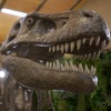 Scheletro di un tirannosauro - foto di una figura statica disponibile