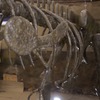 Scheletro di un tirannosauro - foto di una figura statica disponibile