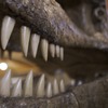 Esqueleto de un tiranosaurio: foto de una figura estática disponible