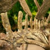 Esqueleto de un estegosaurio: foto de una figura estática disponible