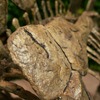 Scheletro di uno stegosauro - foto di una figura statica disponibile
