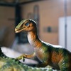 Compsognathus - foto di una figura statica disponibile