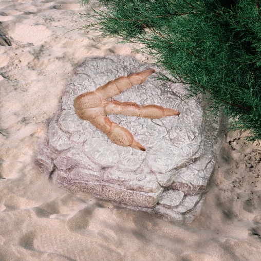 След - фото окаменелости в наличии