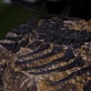 Tirannosauro - foto del bassorilievo statico disponibile