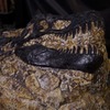 Tyrannosaurus - photo of a static bas-relief in stock