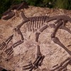 Koreaceratops - foto del bassorilievo statico disponibile