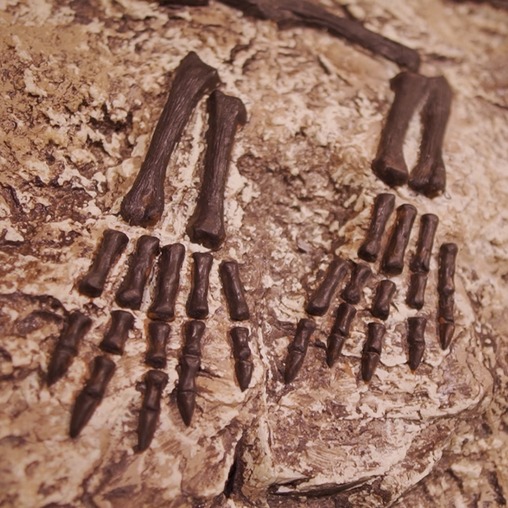 Кореяцератопс - фото статичного барельефа в наличии