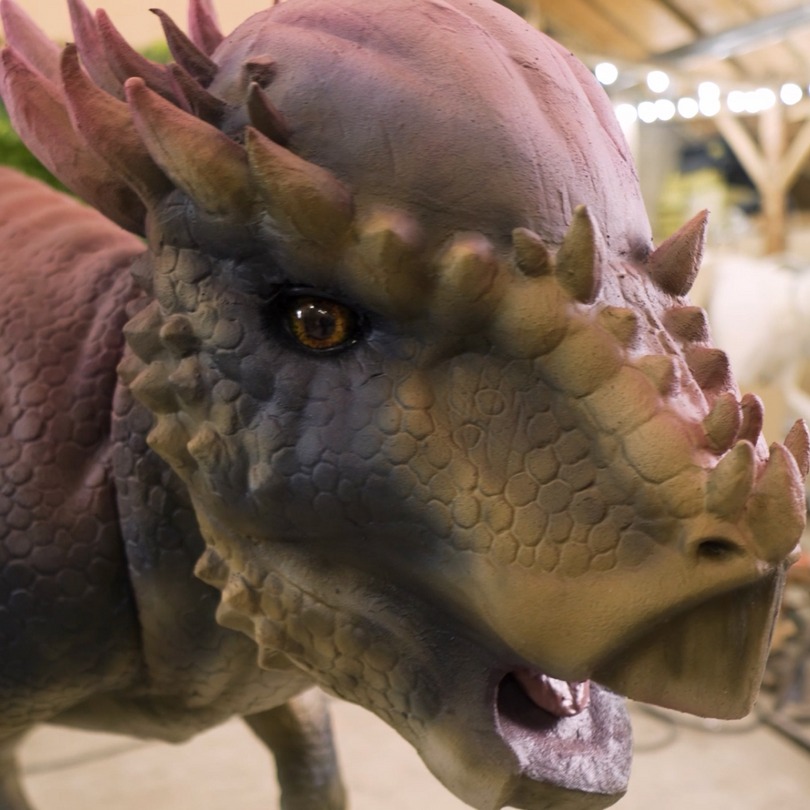 Pachycephalosaurus: foto della figura animatronica disponibile