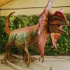 Дилофозавр - фота аниматронной фігуры ў наяўнасці