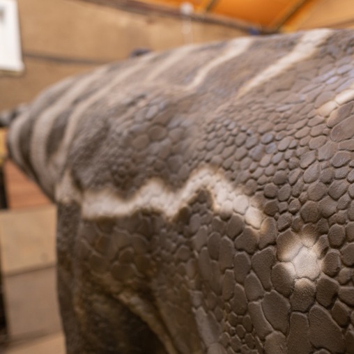 Паразауролоф - фото аниматронной фигуры в наличии