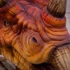 Triceratops-photo of an animatronic figure in stock