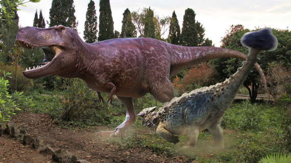 Tirannosauro e Anchilosauro combattono