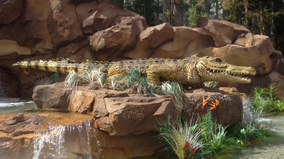 Crocodile en attente d'une proie