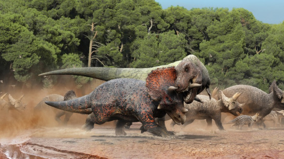 Tyrannosaurus and Triceratops clash