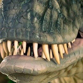 Kopf und Pfoten des Tyrannosaurus Rex
