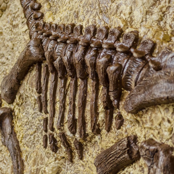 Dinosaur fossil photo
