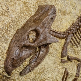 Fossil des Dinosauriers