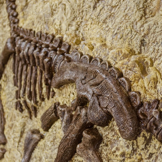 Roccia pietrificata di dinosauro foto